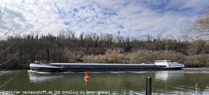 Bild: GMS Ortelius ist nicht vollständig abgeladen, ansonsten könnte sie den Neckar nicht befahren.